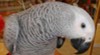 Samec a samice afrických Grey papoušci k dispozici 182357_t.jpg