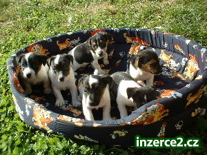 Jack Russell Terrier_1 18286_1.jpg