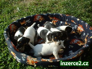 Jack Russell Terrier_2 18286_2.jpg