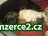 Francouzský buldoček s PP-štěňata_2 182882_2.jpg