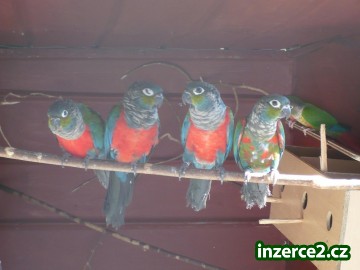 pyrura perlový červenobřichý, agapornis růžohrdlý_1 183538_1.jpg