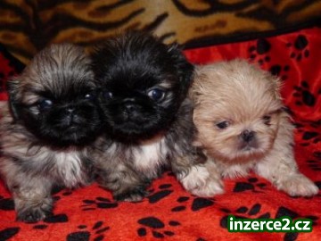 Pekinéz štěňata s PP_1 183767_1.jpg