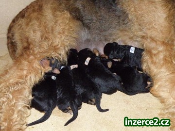 CHS Zeks zadá štěňata Airedale terrierů_1 183815_1.jpg