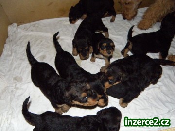 CHS Zeks zadá štěňata Airedale terrierů_2 183815_2.jpg