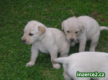 prodej stenat zlateho retrivra_2 183833_2.jpg