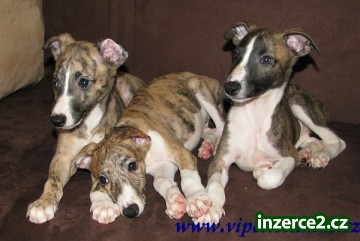 whippet-vipet_1 183999_1.jpg