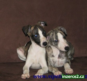 whippet-vipet_2 183999_2.jpg