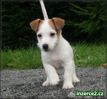 Jack russell terier_1 184043_1.jpg