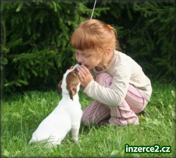 Jack russell terier_2 184043_2.jpg