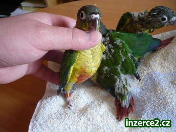 ručně okrmený pyrura žlutoprsý, dokrmený agapornis_2 184493_2.jpg