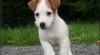 Jack russell terier 184734_t.jpg