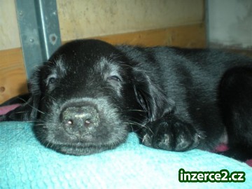 Prodám 5 štěňat Flat Coated Retrivera bez PP_2 184854_2.jpg
