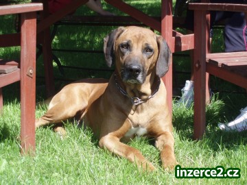 rhodéský ridgeback ke krytí_1 185508_1.jpg