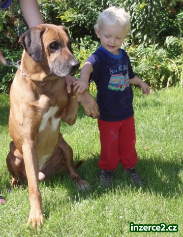 rhodéský ridgeback ke krytí_2 185508_2.jpg