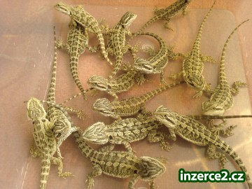 Agama vousatá_1 186285_1.jpg