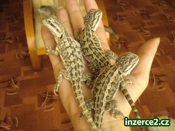 Agama vousatá_2 186285_2.jpg