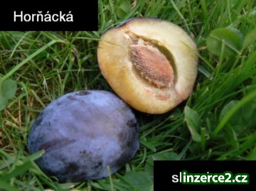 Prodám slivovici - Horňácká trnkovice - super kvalita_1 186389_1.jpg