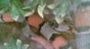 prodam Lampropeltis alterna blair 186728_t.jpg