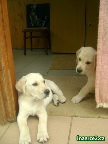 Prodám štěňátka labradora_2 187008_2.jpg