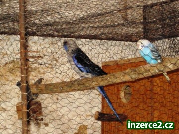 Rozela_1 187388_1.jpg