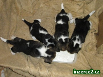 Beagle tricolor_1 187432_1.jpg
