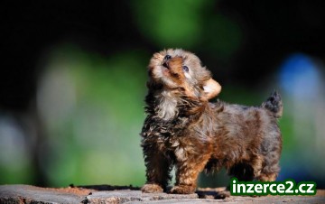 Yorkie štěně pro dobrý domov_1 187490_1.jpg