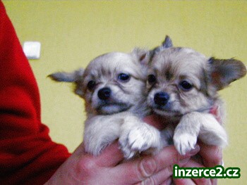 čivavy mini_2 187911_2.jpg