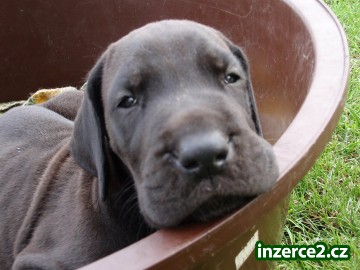 německá doga s PP_1 187998_1.jpg