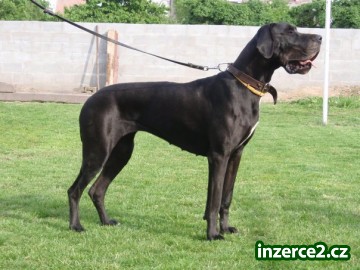 německá doga s PP_2 187998_2.jpg
