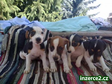jack russell terier_1 189095_1.jpg