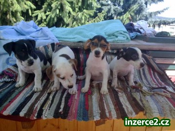 jack russell terier_2 189095_2.jpg