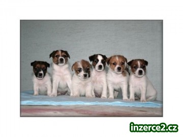 Jack russell terier_1 189744_1.jpg
