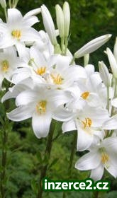 Lilie královská - Lilium regale_1 190233_1.jpg