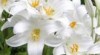 Lilie královská - Lilium regale 190233_t.jpg