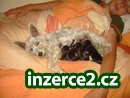 malý knírač_1 190413_1.jpg