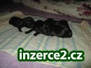 malý knírač_2 190413_2.jpg