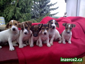 jack russell terier_2 190693_2.jpg