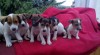 jack russell terier 190693_t.jpg