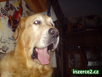 Pes ke krytí_2 19074_2.jpg