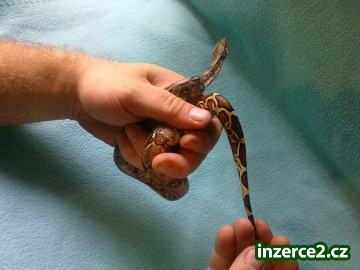 BOA CONSTRICTOR_1 191390_1.jpg