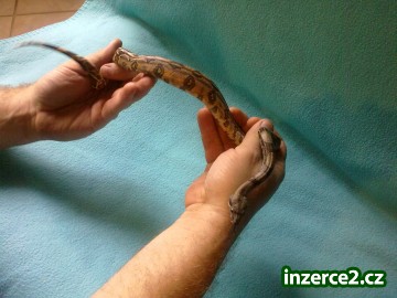 BOA CONSTRICTOR_2 191390_2.jpg