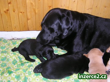 Štěňátka-Labradorský retriever_2 19184_2.jpg