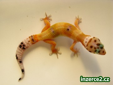 E. macularius_1 192313_1.jpg