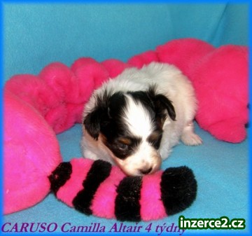 Papillon s PP_1 19233_1.jpg