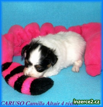 Papillon s PP_2 19233_2.jpg