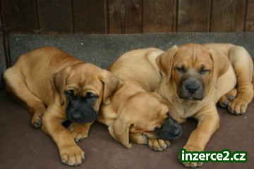 Tosa Inu_1 192589_1.jpg