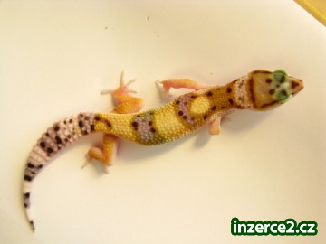 E. macularius_2 192867_2.jpg