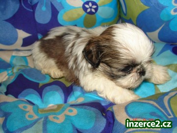 shih tzu_2 192920_2.jpg