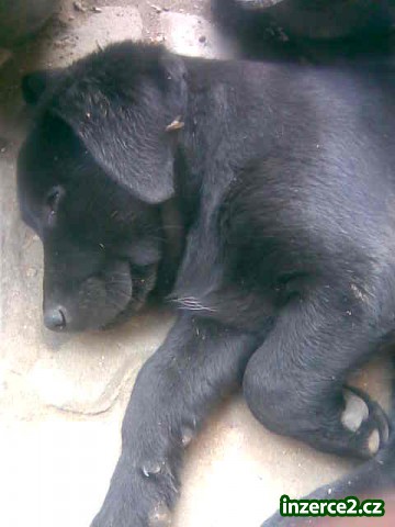 Daruji štěnátka Labradorského retrívra_1 192952_1.jpg