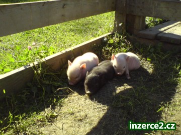 prodám gottingenská miniprasátka_1 193011_1.jpg